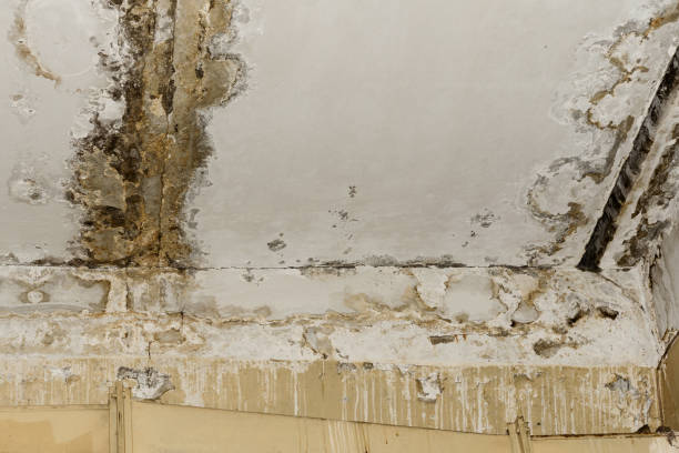 Best Black Mold Removal  in Baxter Estates, NY